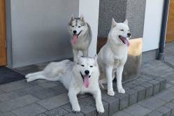 Rudi, Pika, Bolt, Smaili